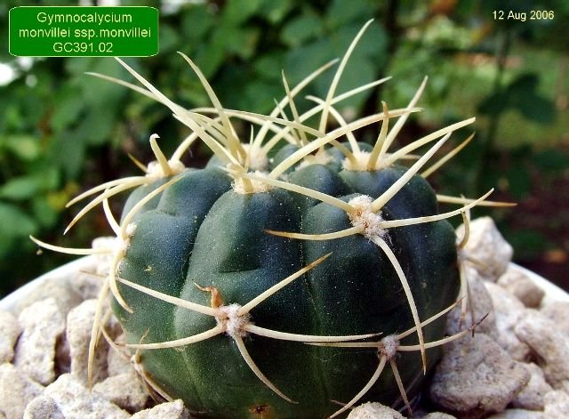 Gymnocalycium _monvillei _ssp.monvillei _GC391.02_ 01